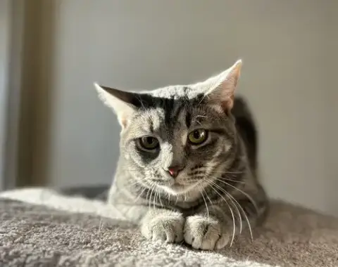 Alex