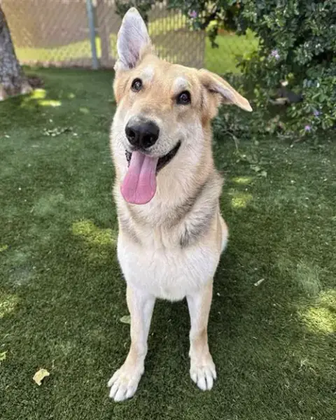 Leo