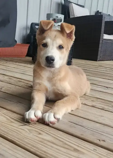 Cooper- Cutest Boy! photo 2