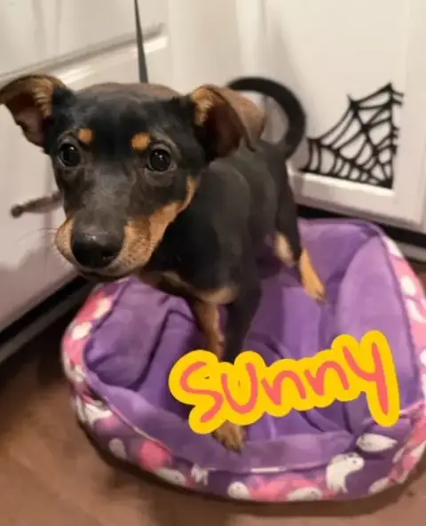 Sunny