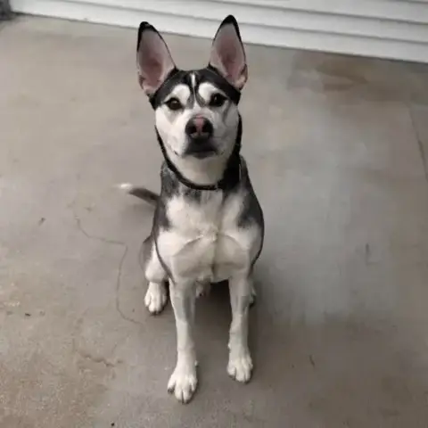 Buck