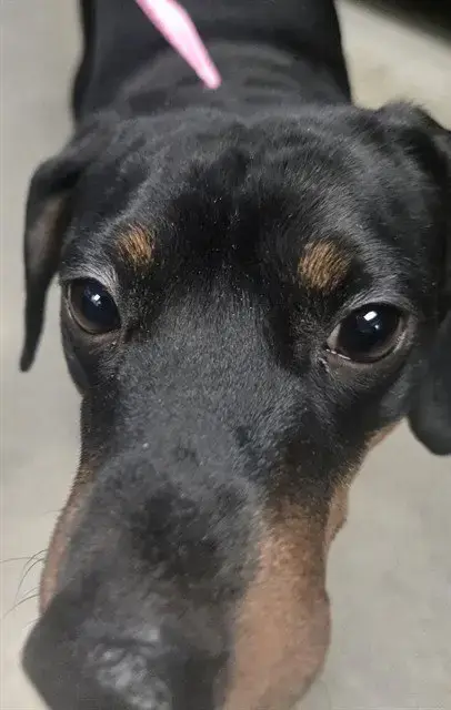 Hank