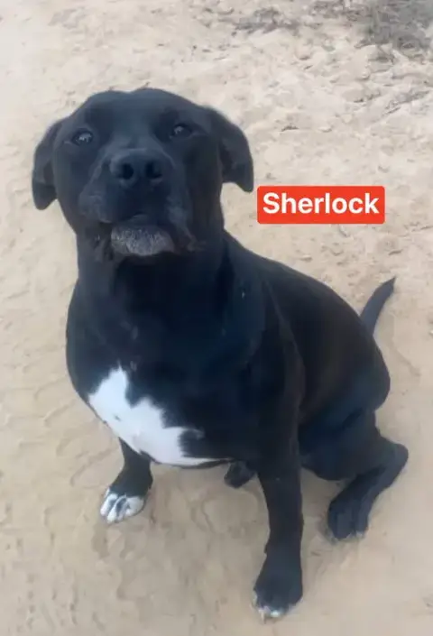 Sherlock photo 4