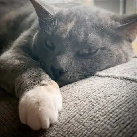 Penny