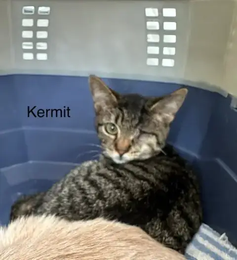 Sesame Kitties photo 2