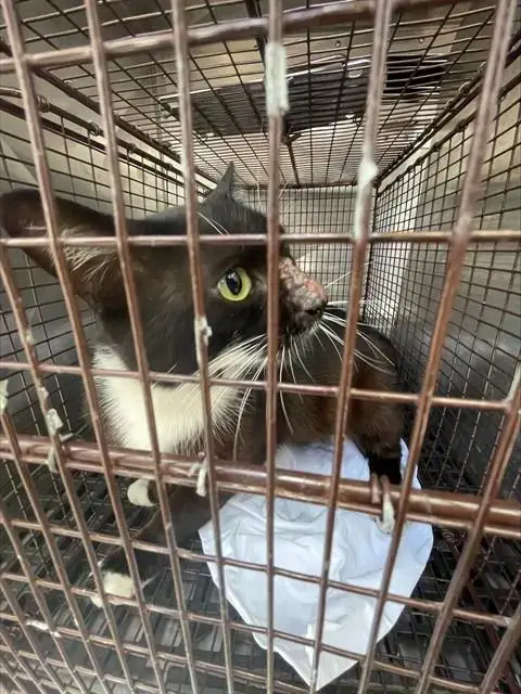 Oreo