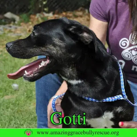 Gotti photo 4