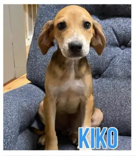 Kiko photo 3