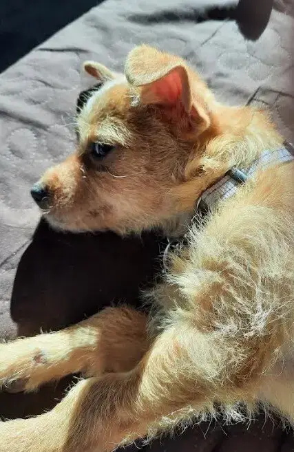 Peanut photo 4