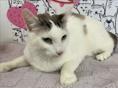 Niko