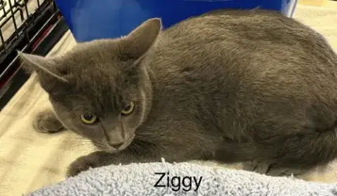 Ziggy