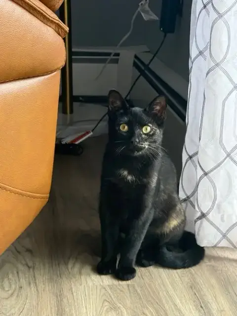 Vivienne