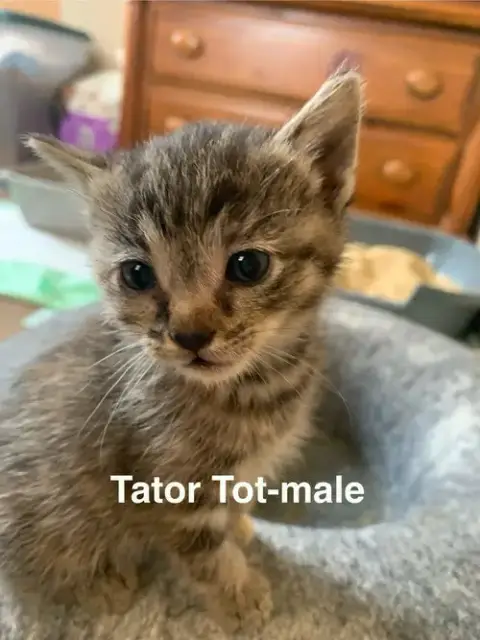 Tator Tot