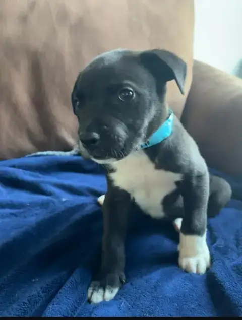 Rascal photo 2