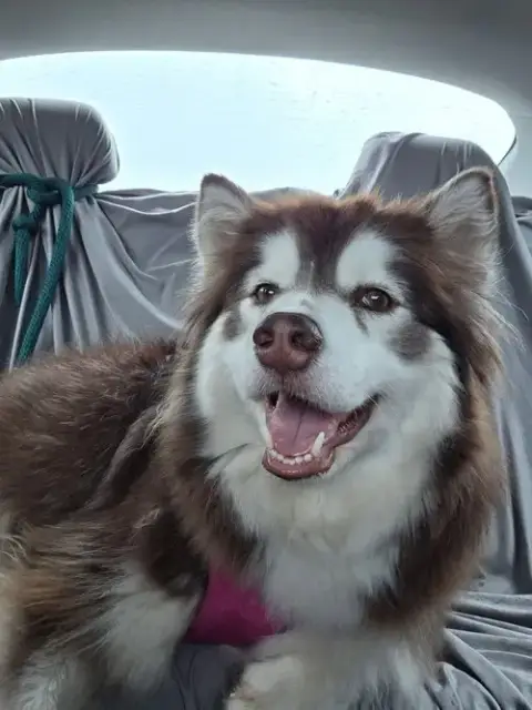 Shasta