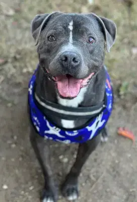 Bubba