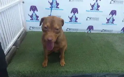 Keiba
