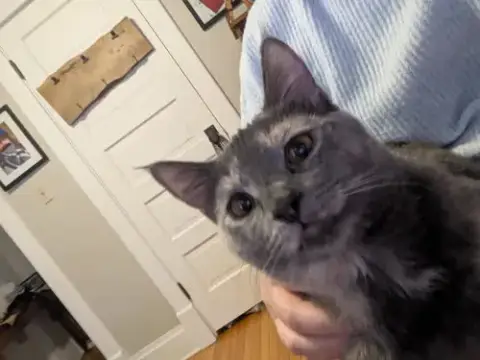 Cloudy(Adoption Fee Sponsored) photo 5