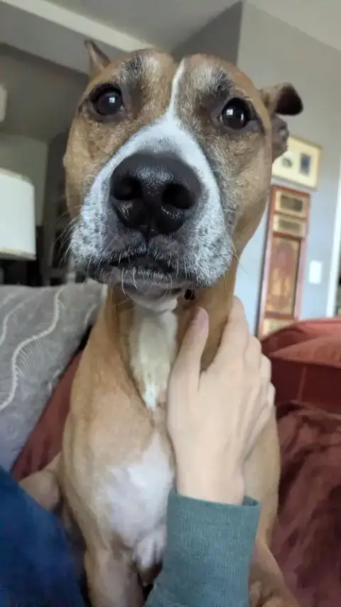Hunie Urgent Foster Needed photo 2