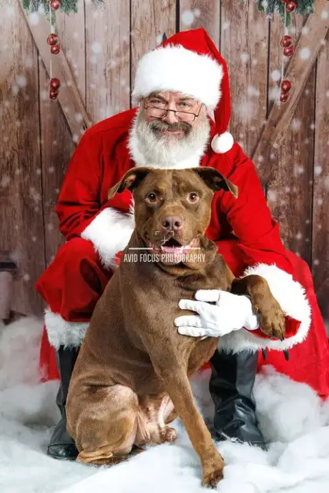 Chopo-$75 Adoption Fee! Diamond Dog! photo 4