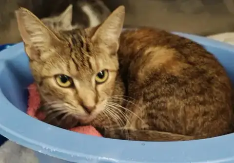 Zelda