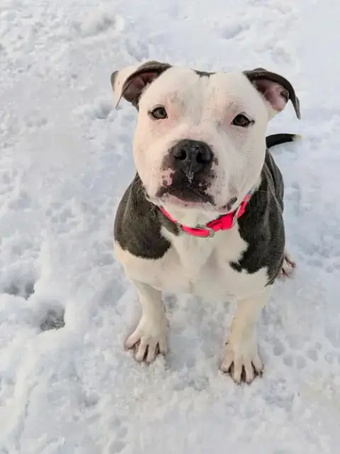 Alvin “Hip:” Not At Shelter photo 3