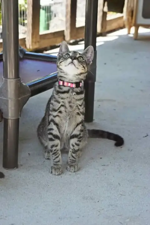 Season Kitties photo 2