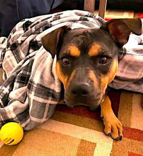 Snickers photo 2