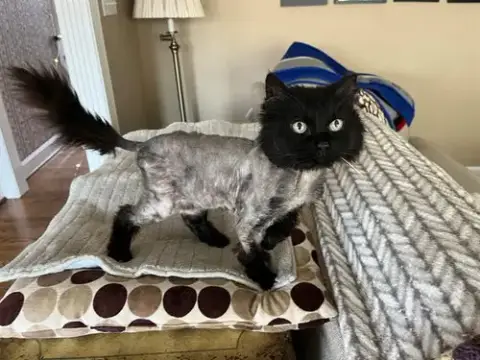 Chococat