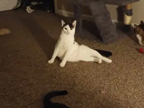 Calipurr photo 2