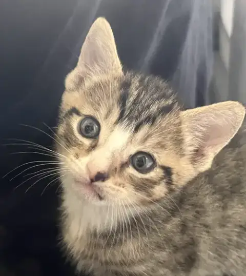 Momma Honey'S Litter: Cinnamon photo 2