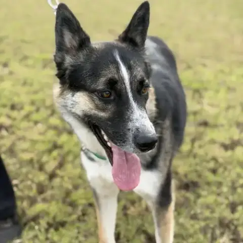 Rocket photo 4