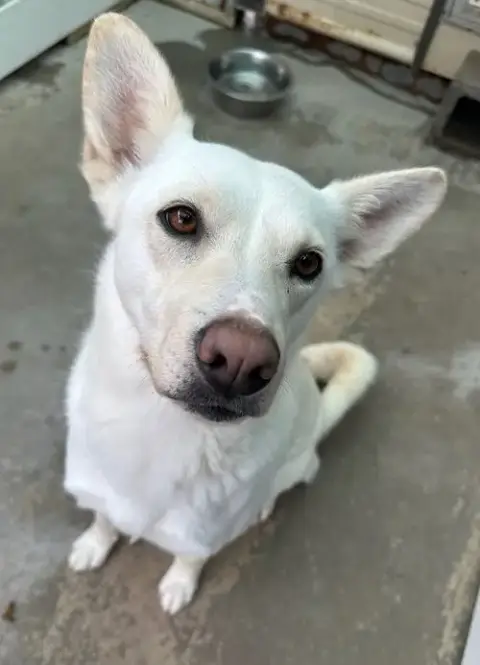 Josie photo 2