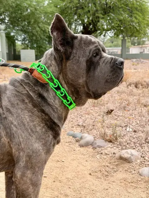 Max