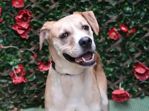 Koda