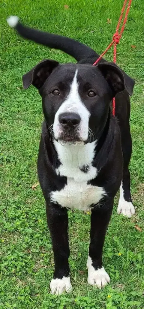 Ferdinand photo 2