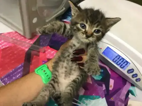 Marinara
