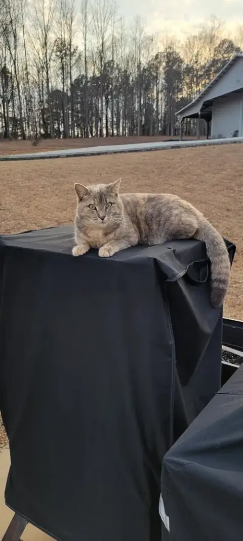 Ellie