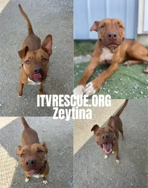 Zeytina photo 2