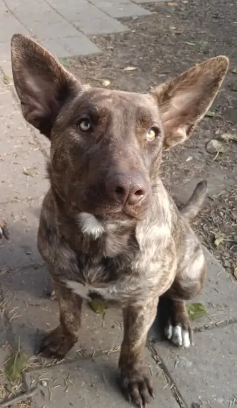 Tula photo 4