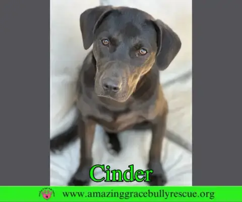 Cinder