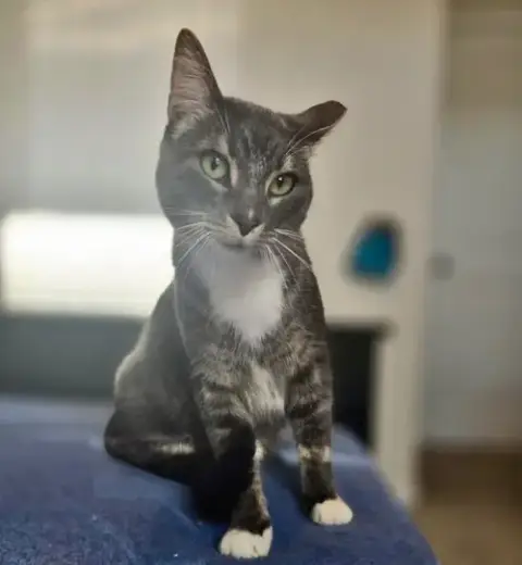 Rosie photo 4