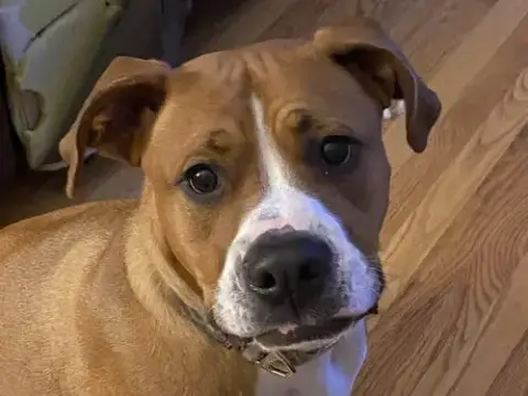 Bowser