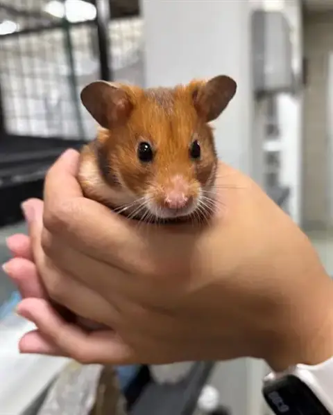 Clover