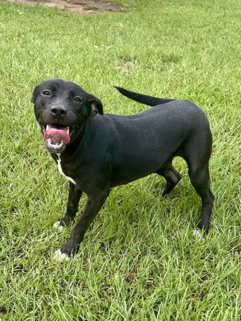 Trixie photo 2