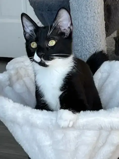 Kitten Zane photo 4