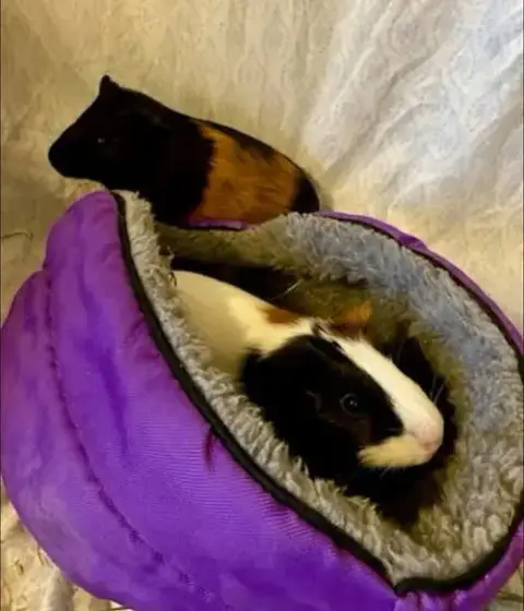 Tiberius And Julius