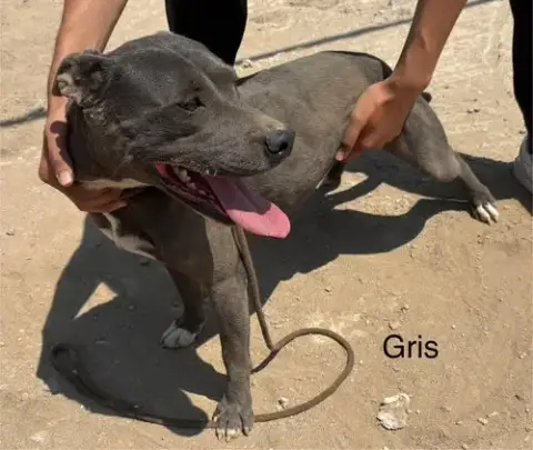 Griselda