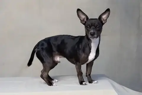 *Monty