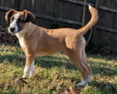 Jingle *Adopt Or Foster* photo 2